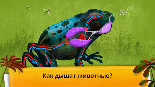 Как устроен организм животных?